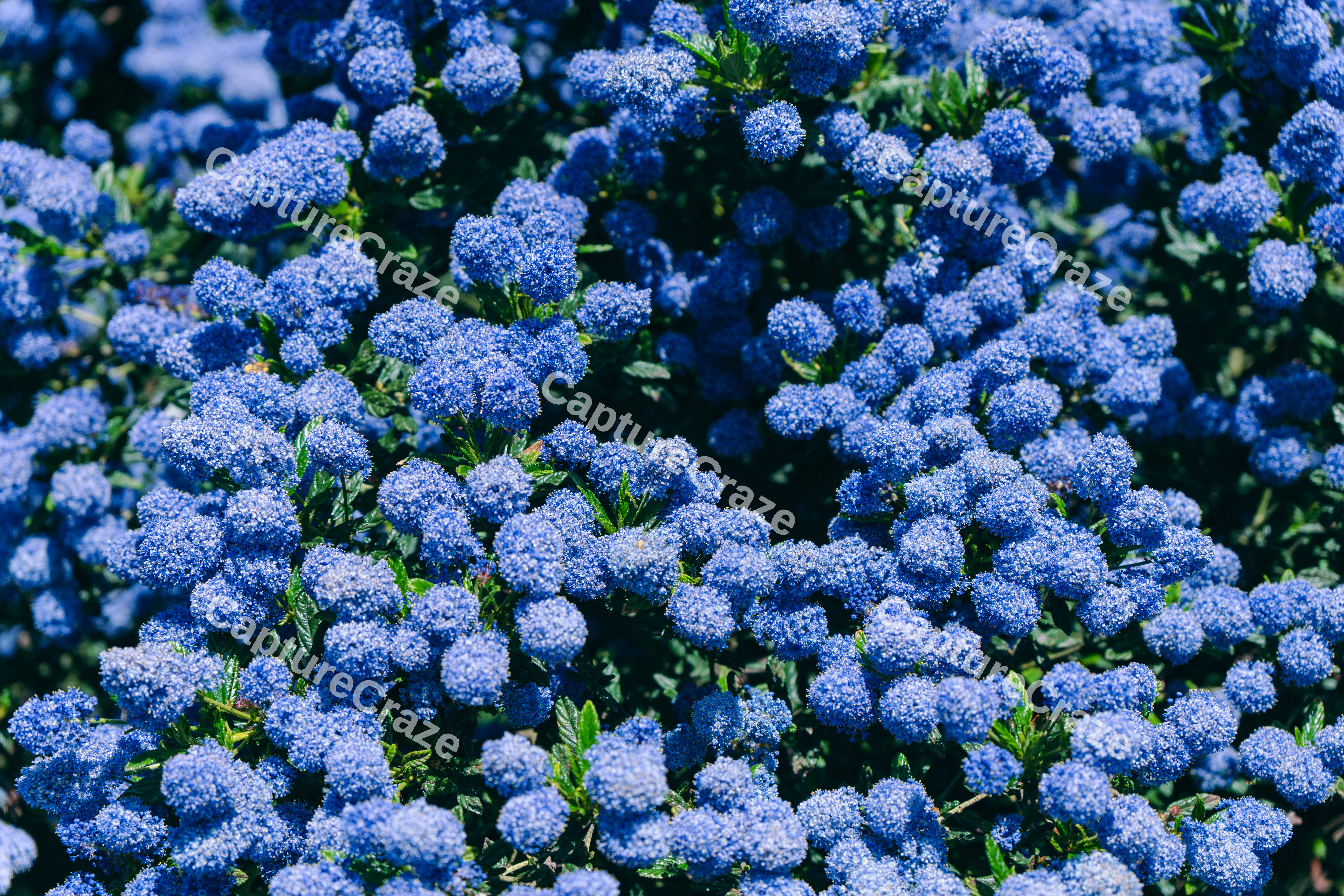 A Bunch of Ceanothus (Variation)